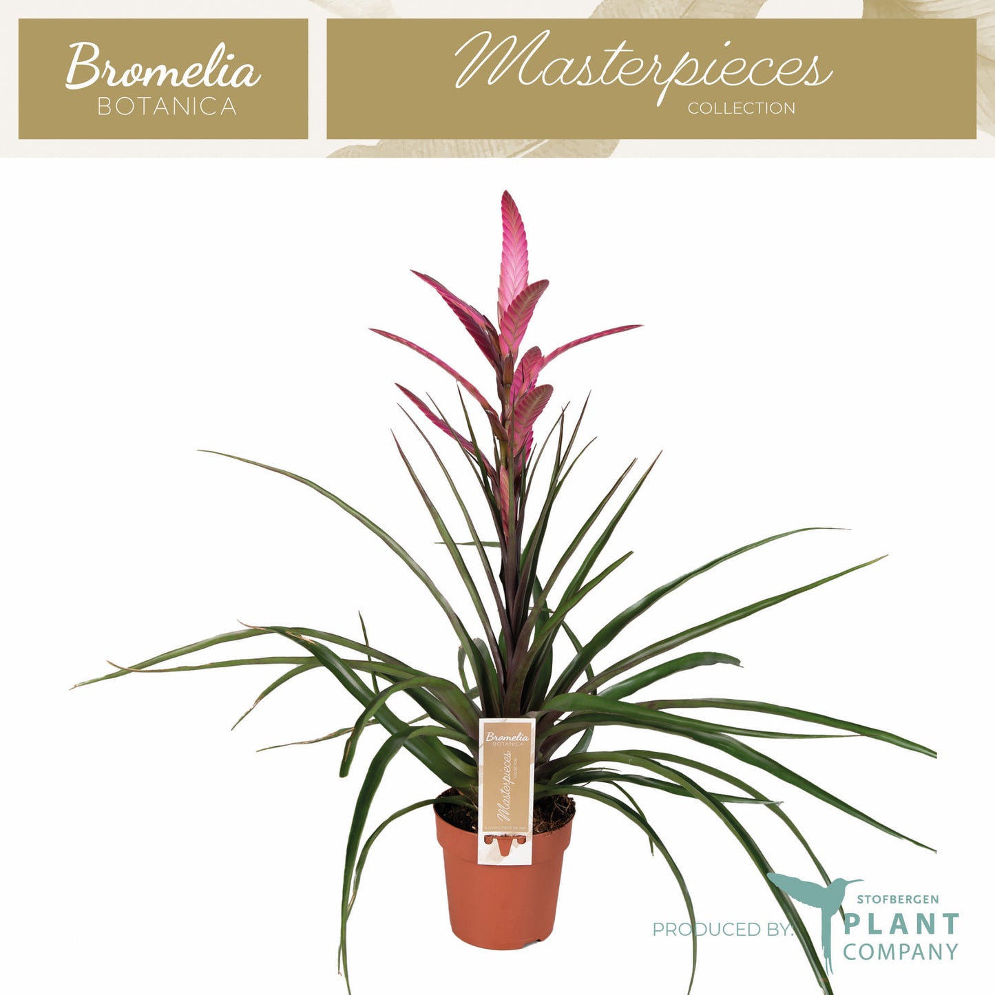 Tillandsia Camina 55cm 12cm Pot
