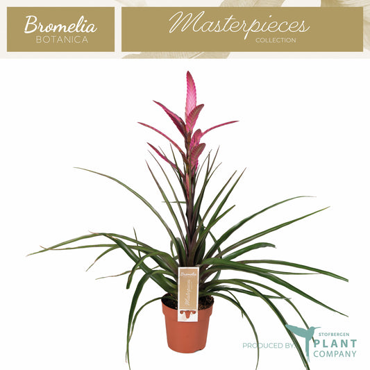 Tillandsia Camina 55cm 12cm Pot