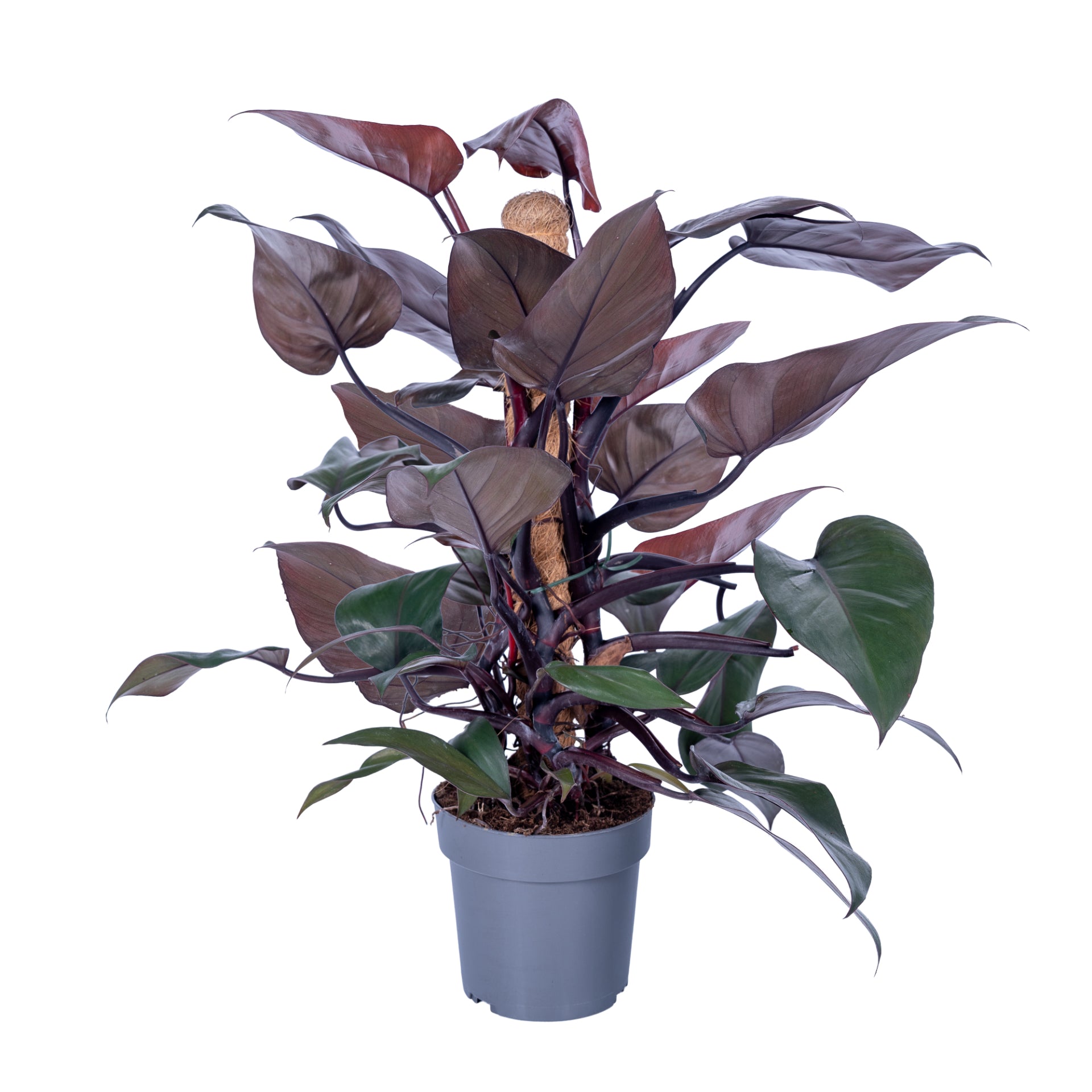 Ichtus Plants Philodendron New Red mosspole Pack of 6