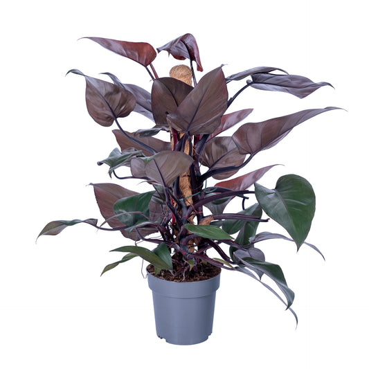 Ichtus Plants Philodendron New Red mosspole Pack of 6