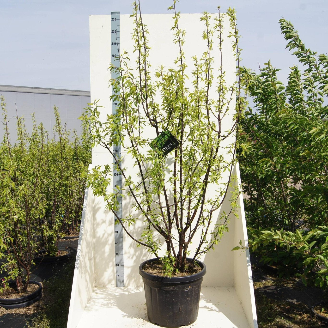 Prunus serrula 240cm 55cm Pot