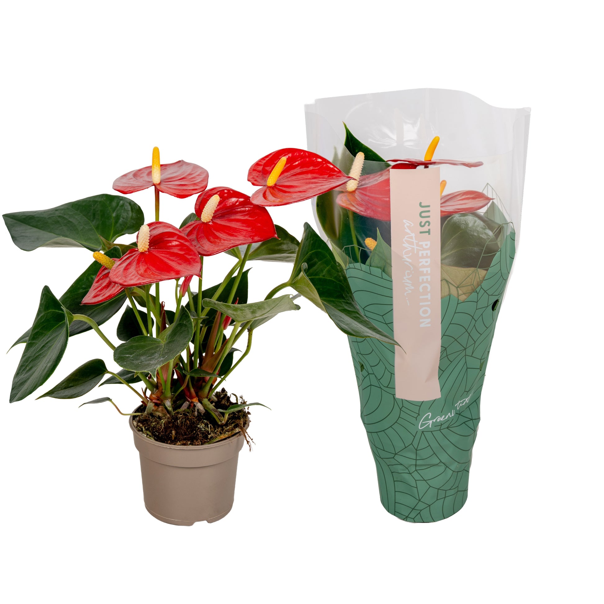 Groene Tint Anthurium Aroha Pack of 12