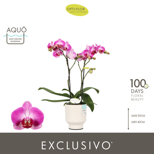 Phalaenopsis pink 45cm 12cm Pot