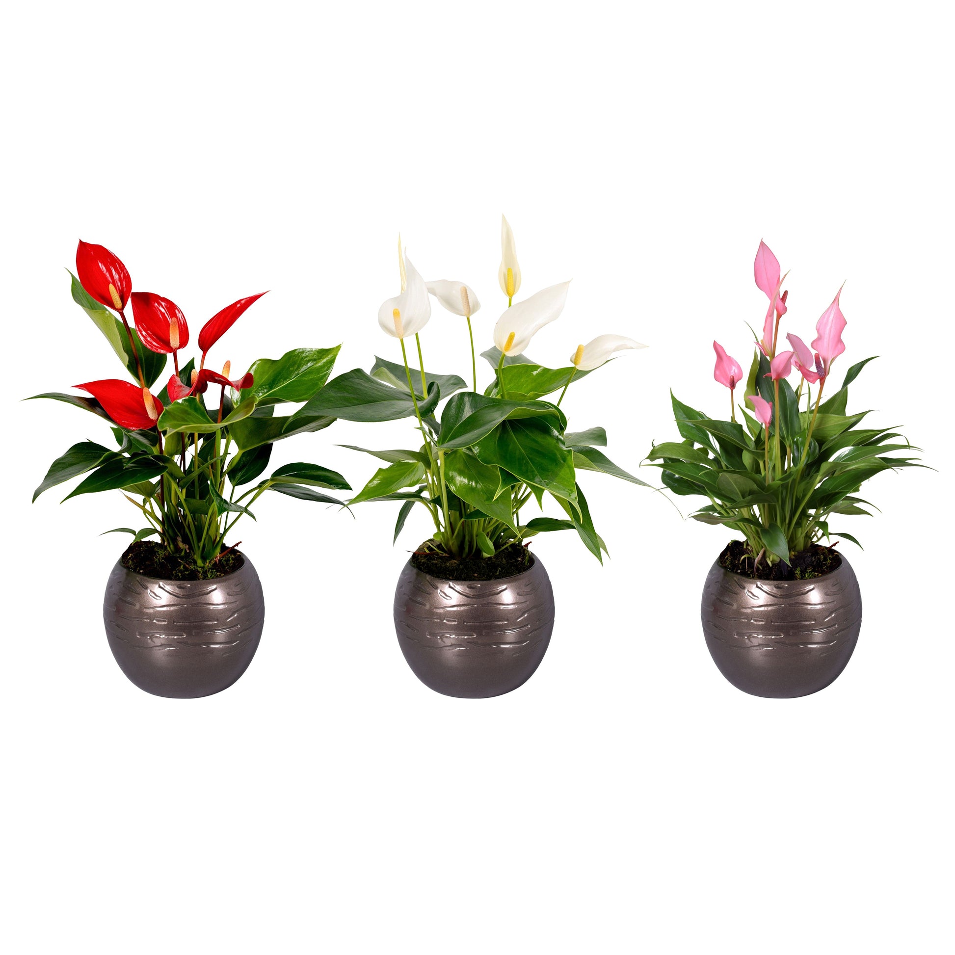 Groene Tint Anthurium Banderola mix Pack of 6
