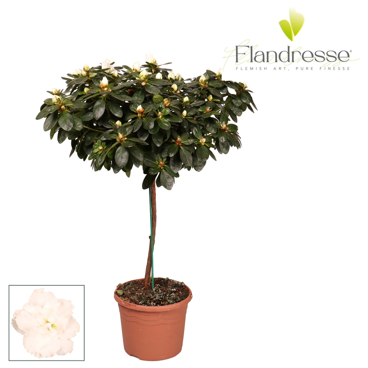 Rhododendron Vogel white 65cm 19cm Pot
