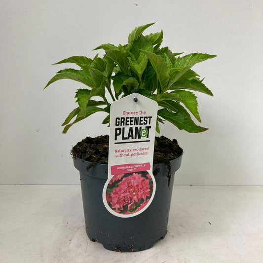 Hydrangea macr. Tovelit 25cm 19cm Pot