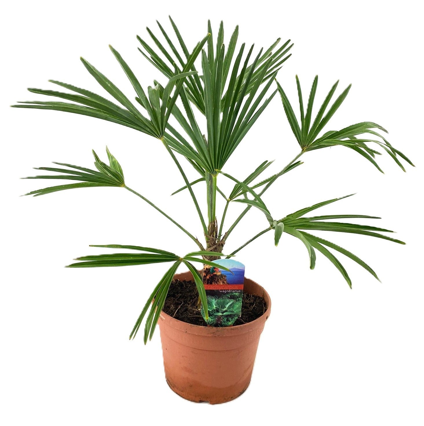 Trachycarpus wagnerianus 55cm 19cm Pot