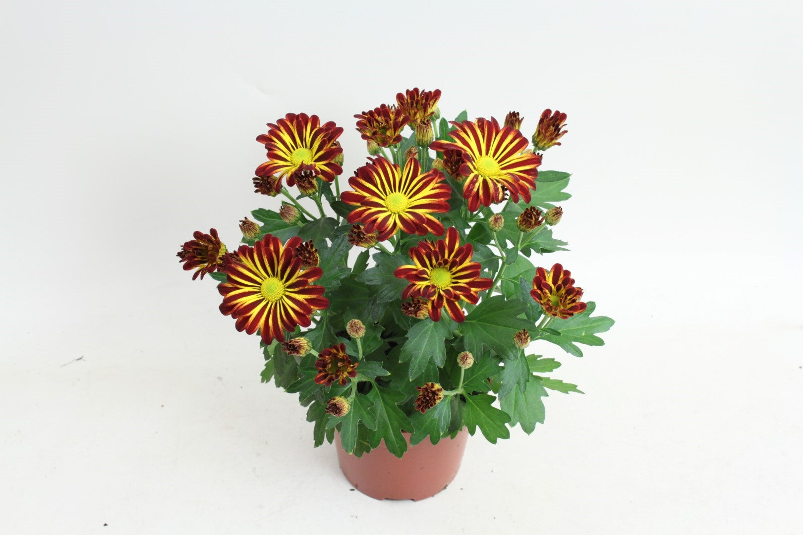 Chrysanthemum Rainbow Circus 25cm 12cm Pot