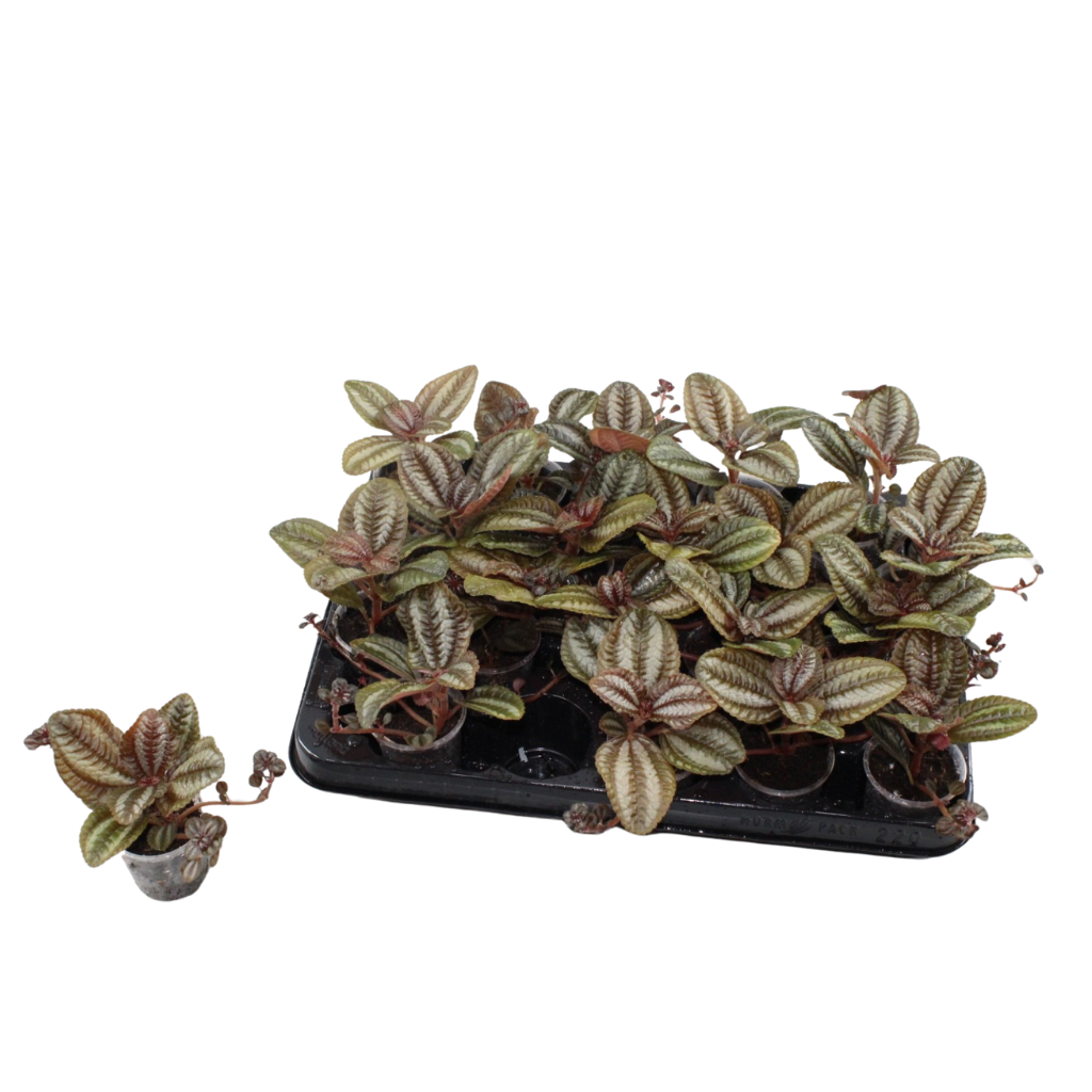 Jongenotter Potpl.kwekerij, Willem Pilea Norfolk Pack of 20