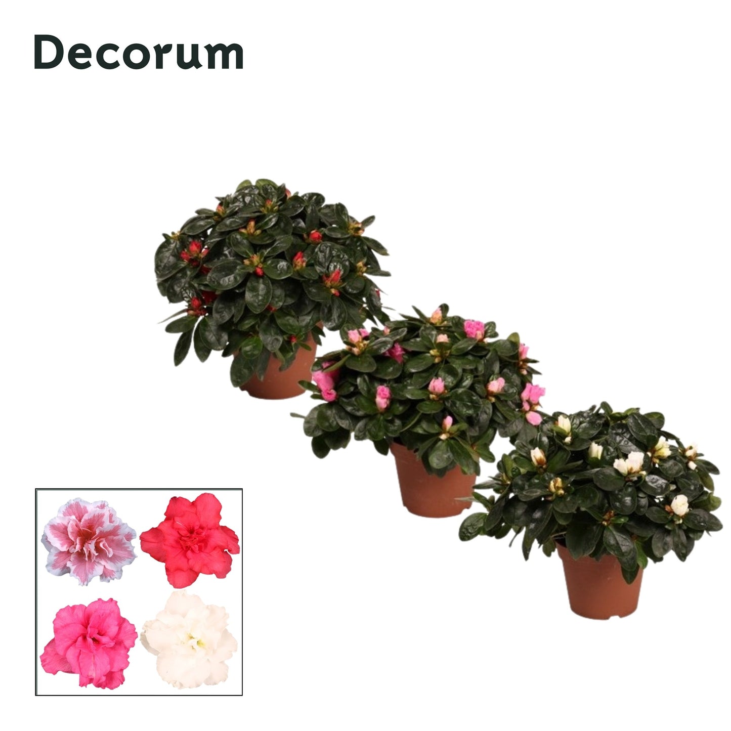 Rhododendron simsii mix 25cm 12cm Pot