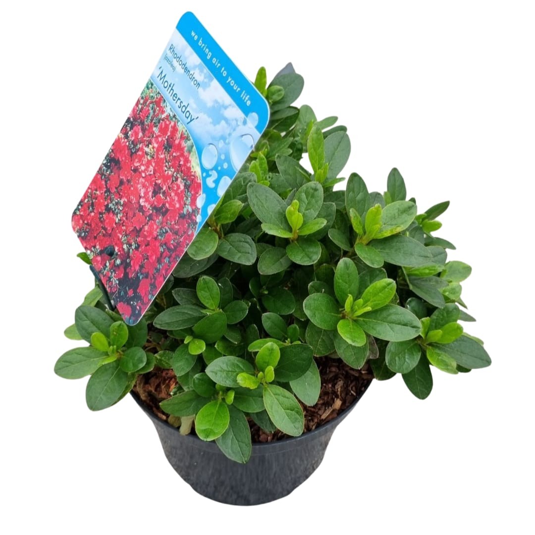 Rhododendron Mother's Day 35cm 18cm Pot