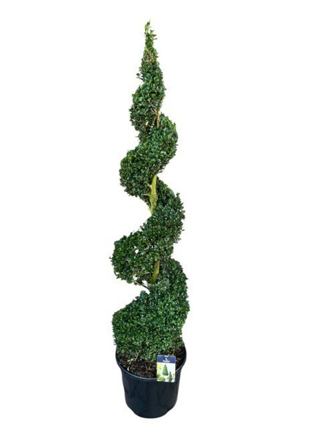 Buxus sempervirens ball 140cm 38cm Pot