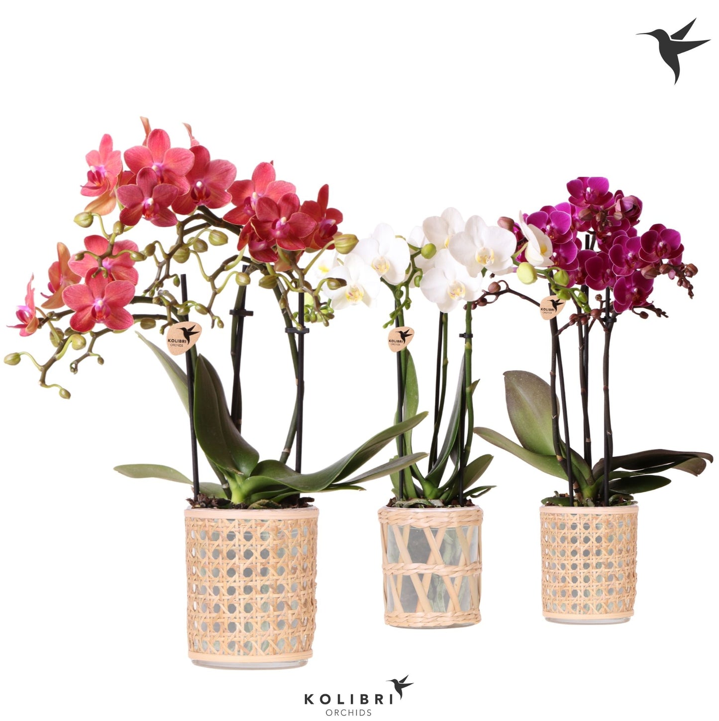 Kolibri Orchids Phalaenopsis mix 3 spike in Rotan pot mix 40cm 9cm Pot