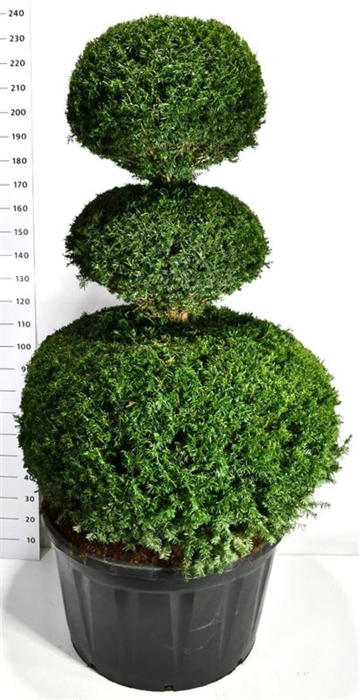 Taxus baccata 240cm 90cm Pot