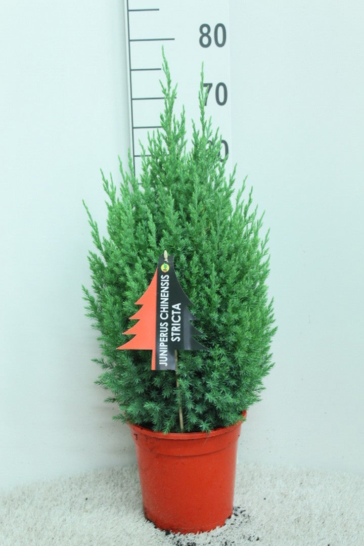 Juniperus Stricta 75cm 21cm Pot