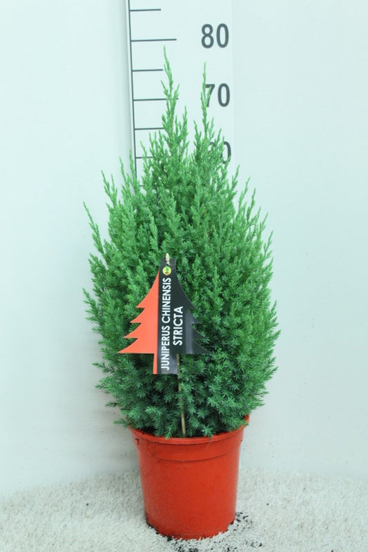 Juniperus Stricta 75cm 21cm Pot