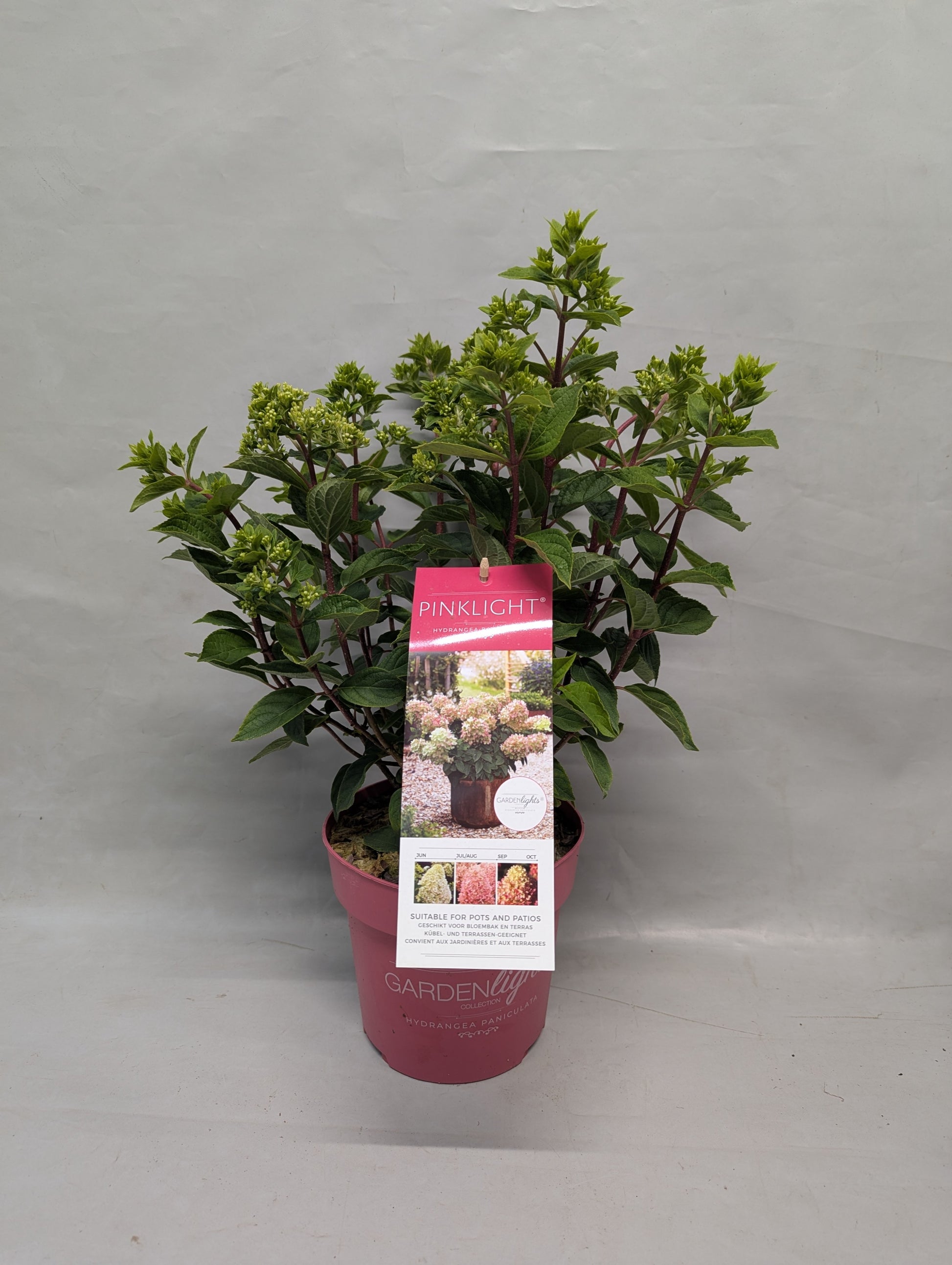 Hydrangea pan. Pinklight 40cm 17cm Pot