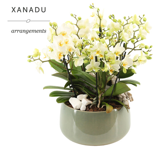 Xanadu Kobe 40cm 24cm Pot
