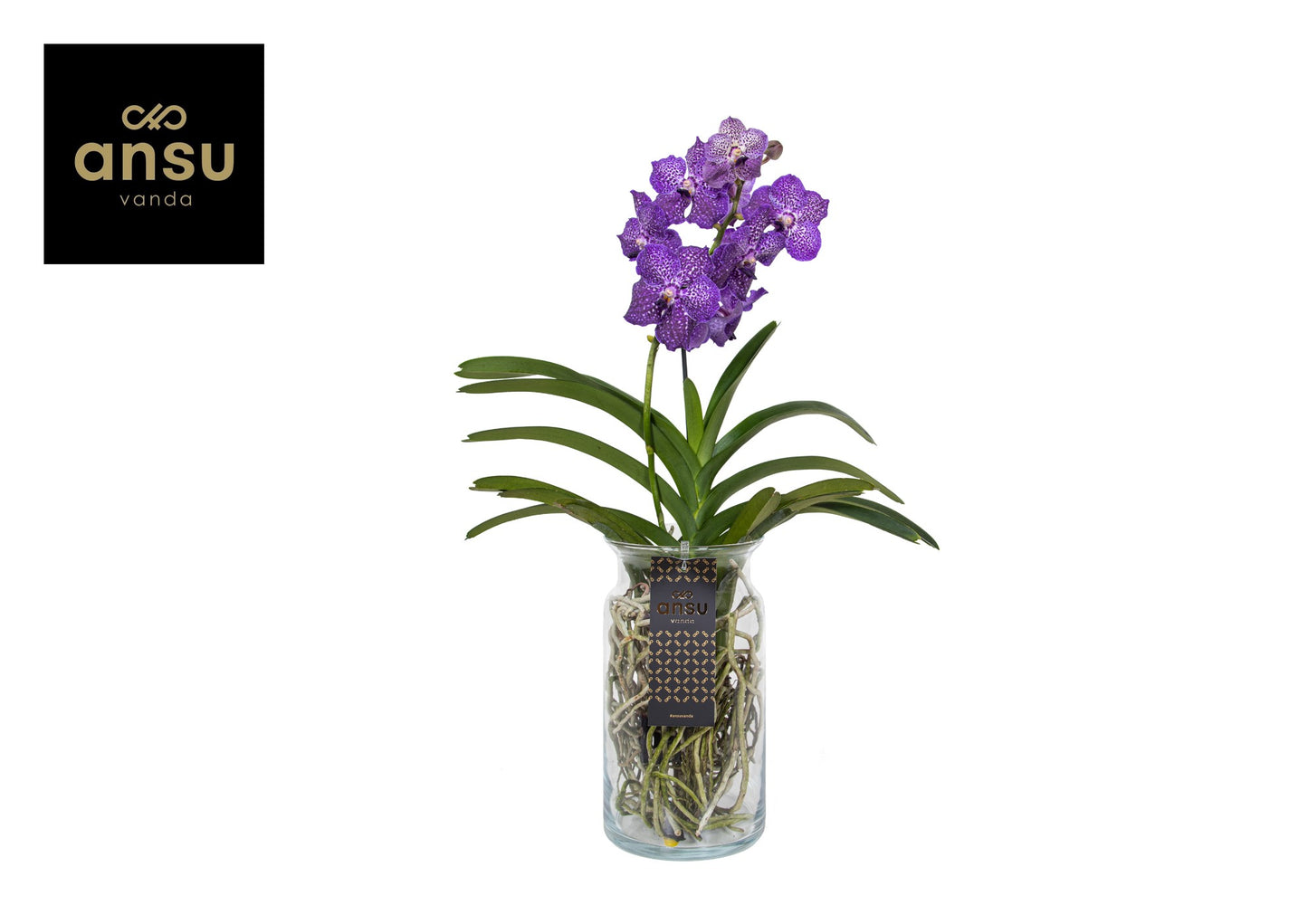 Ansu Vanda Bose XL purple Pack of 6