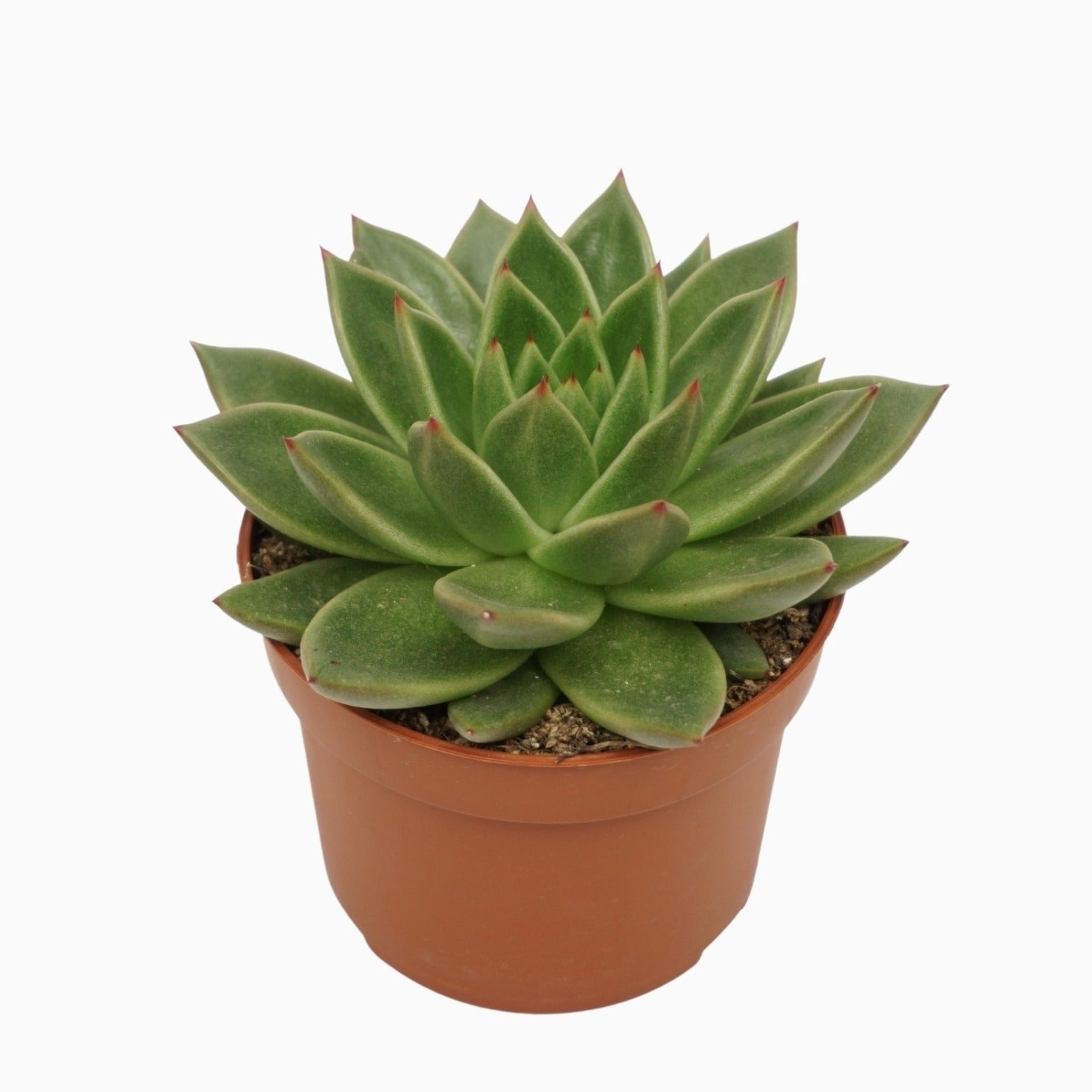Ubink BV, hkw. Echeveria agavoides Pack of 10
