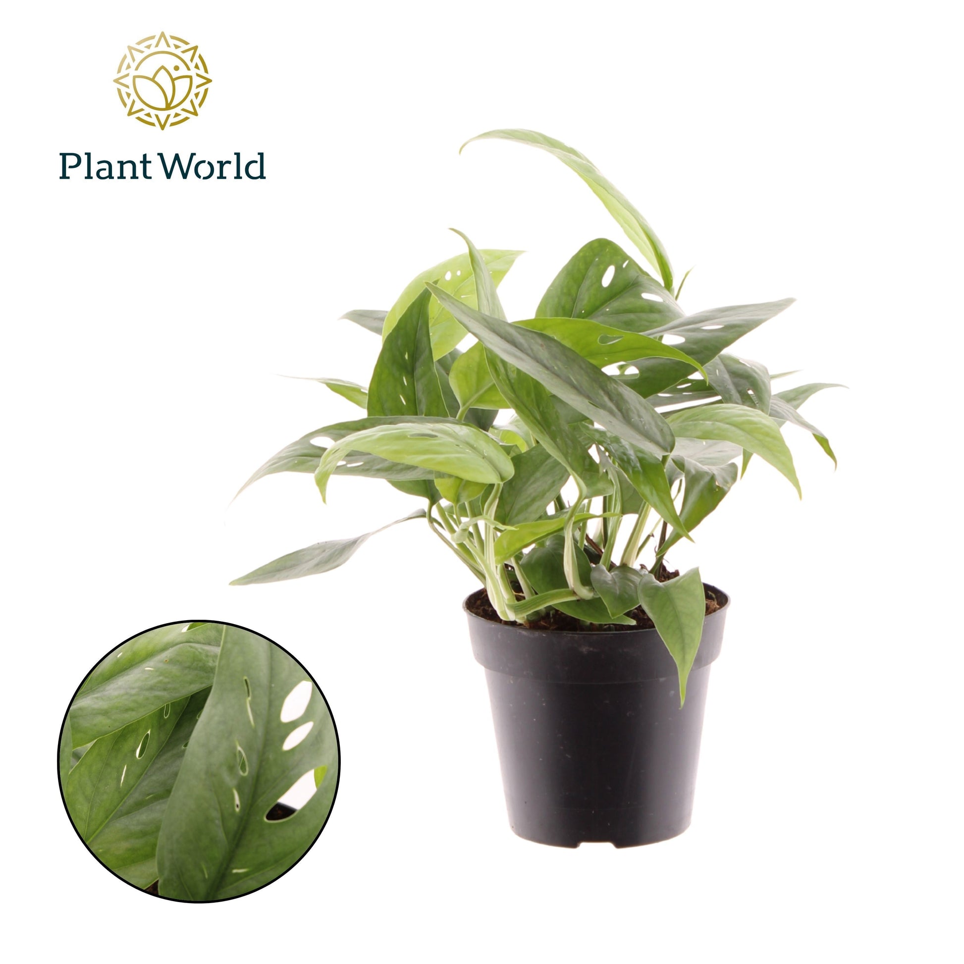 Epipremnum pinnatum Cebu Blue 20cm 12cm Pot