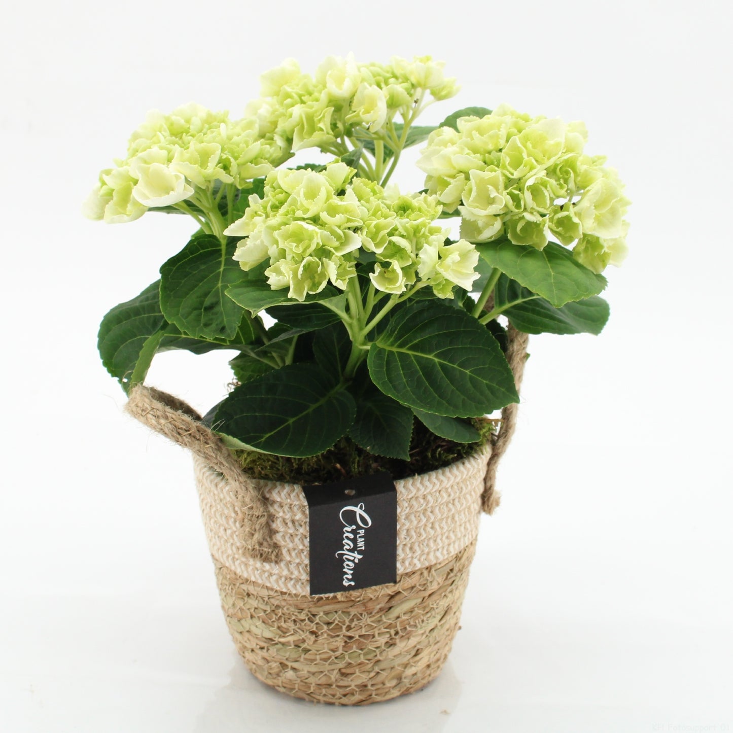 KHCR-2609W Hydrangea creations 30cm 14cm Pot