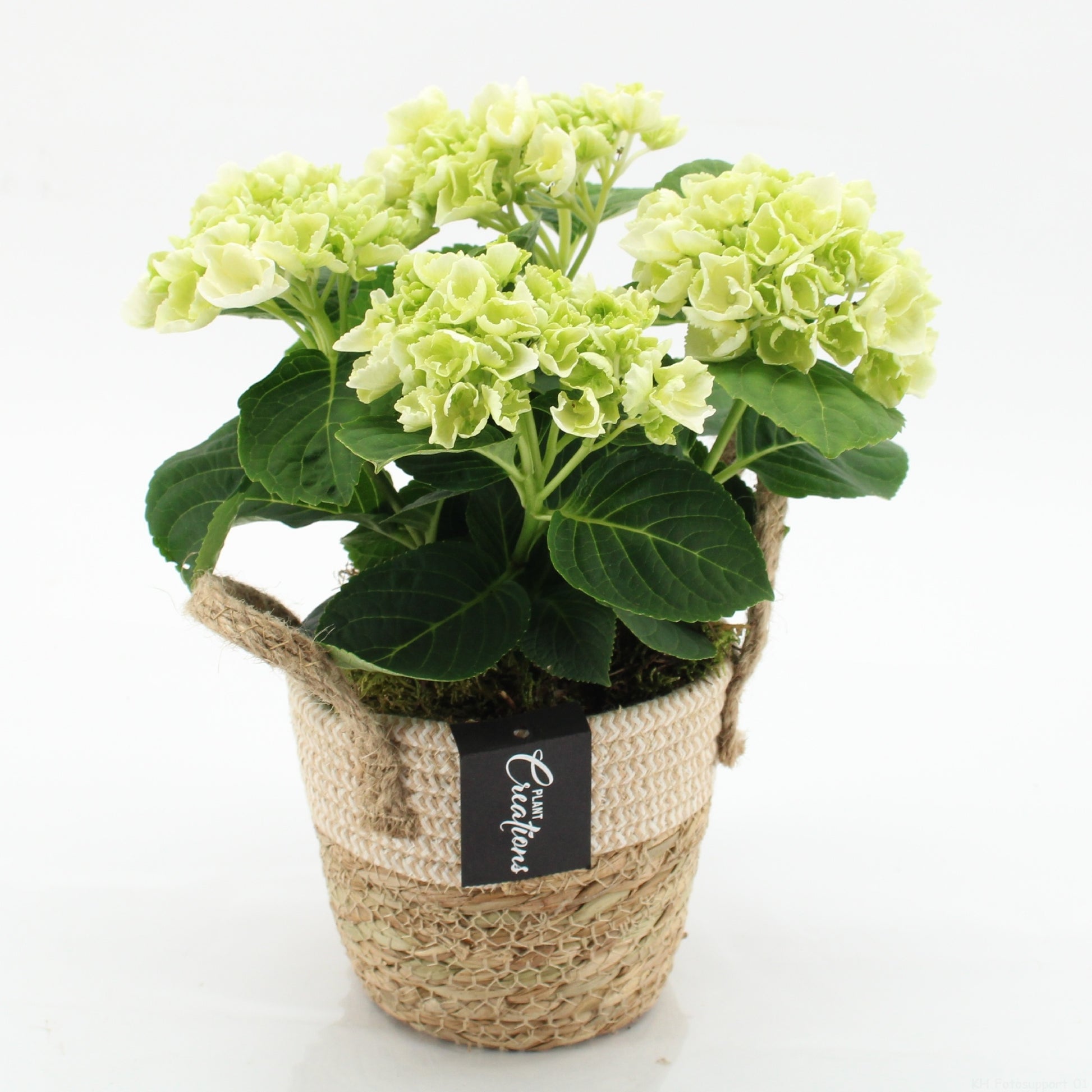 KHCR-2609W Hydrangea creations 30cm 14cm Pot