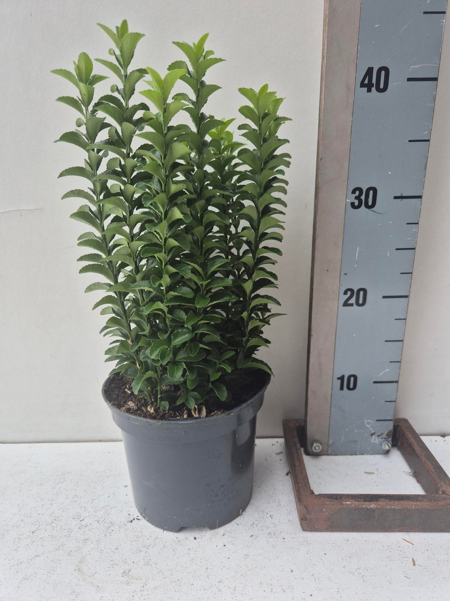 Euonymus Green Rocket 40cm 17cm Pot