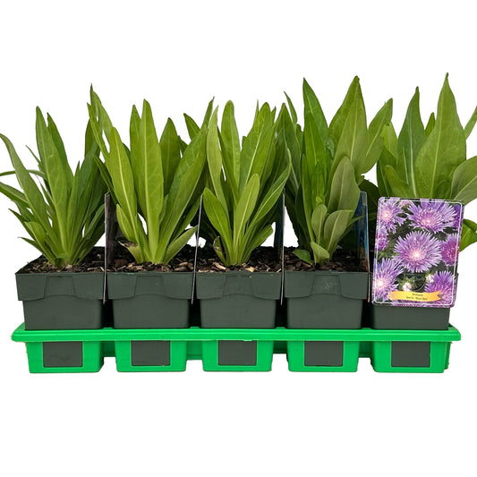 Stokesia laevis 25cm 11cm Pot