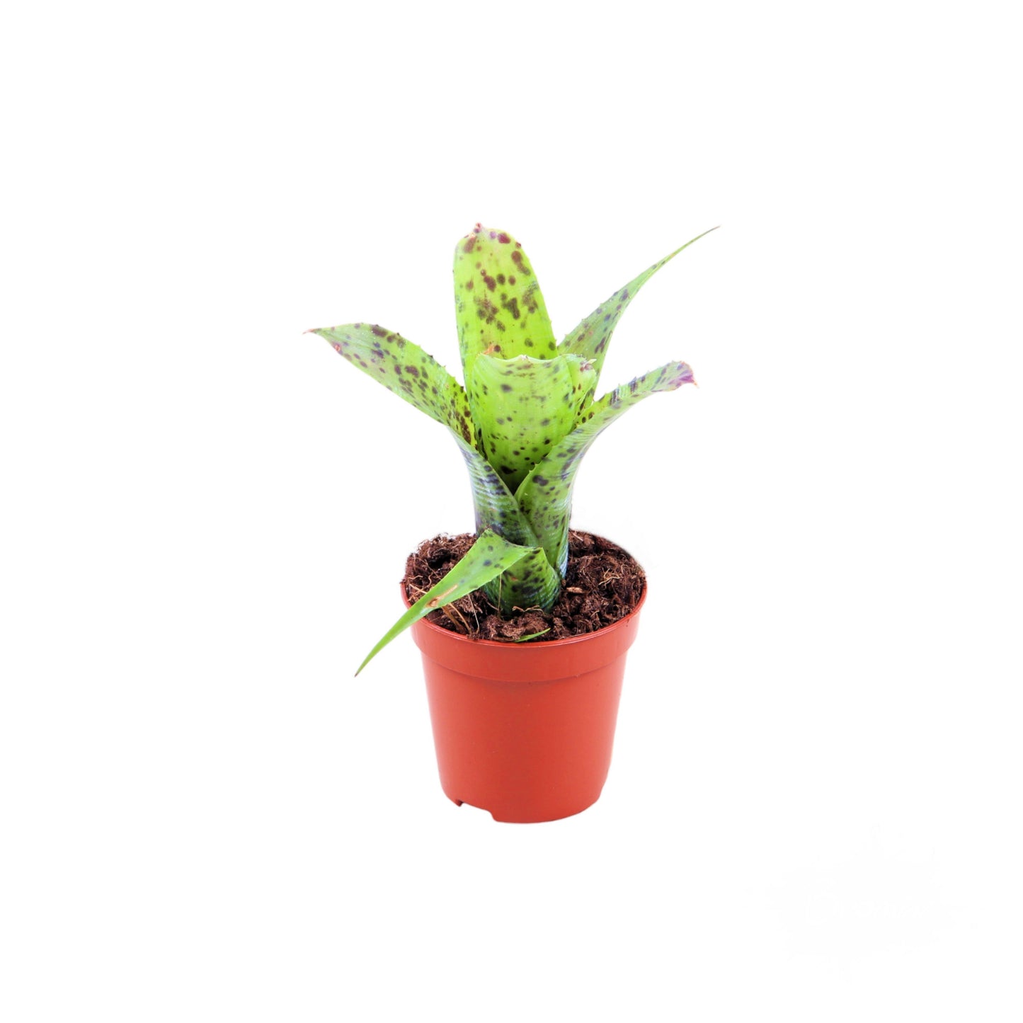 Neoregelia 15cm 5.5cm Pot