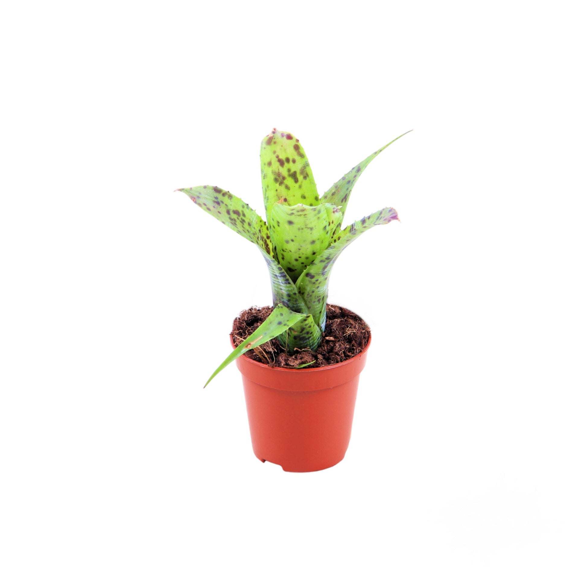 Neoregelia 15cm 5.5cm Pot