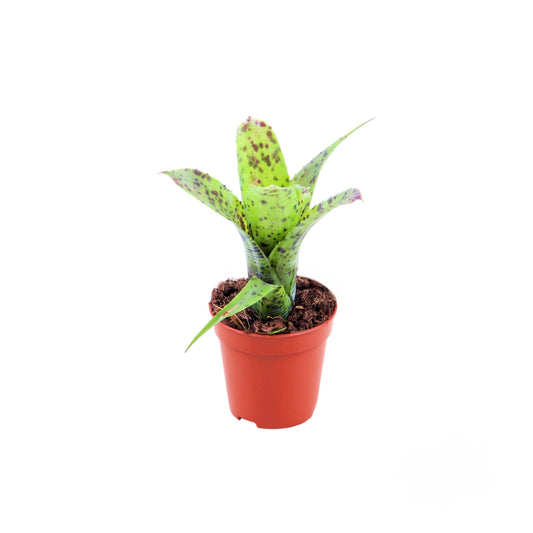 Neoregelia 15cm 5.5cm Pot