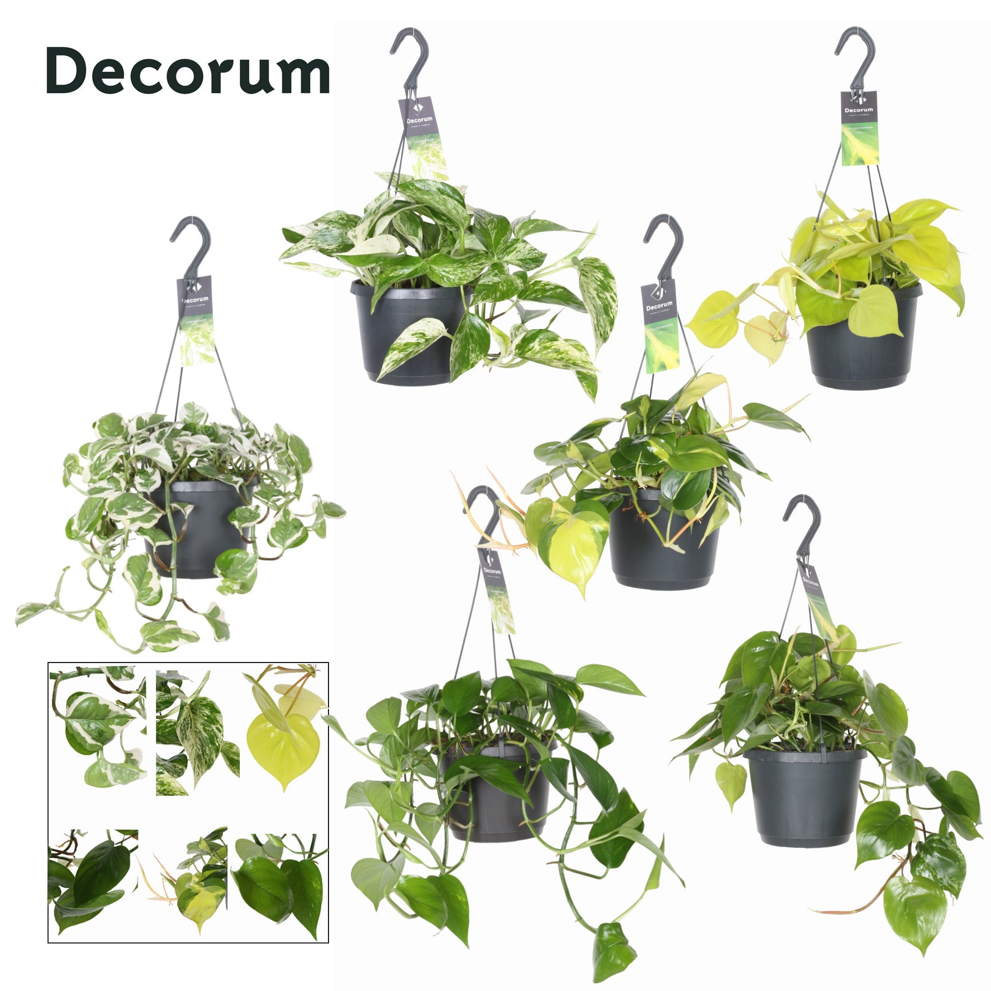 Hillplant BV Overig hangplanten Pack of 6