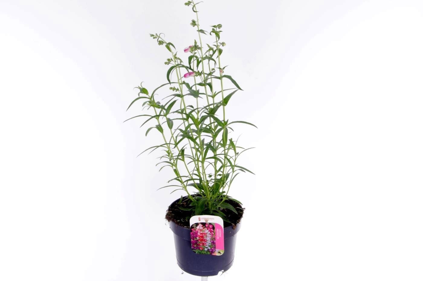 Penstemon digitalis 55cm 17cm Pot
