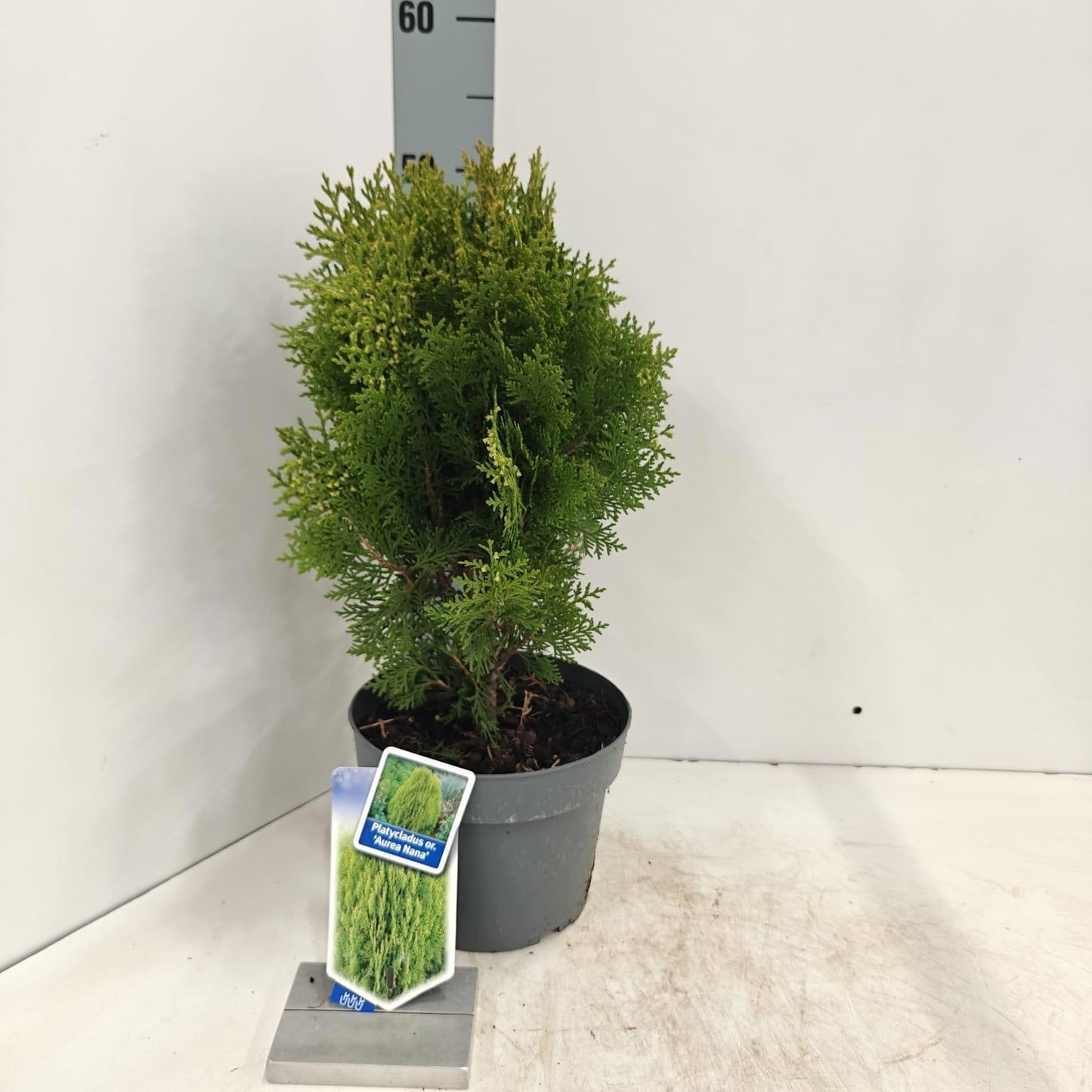 Thuja occidentalis 40cm 19cm Pot