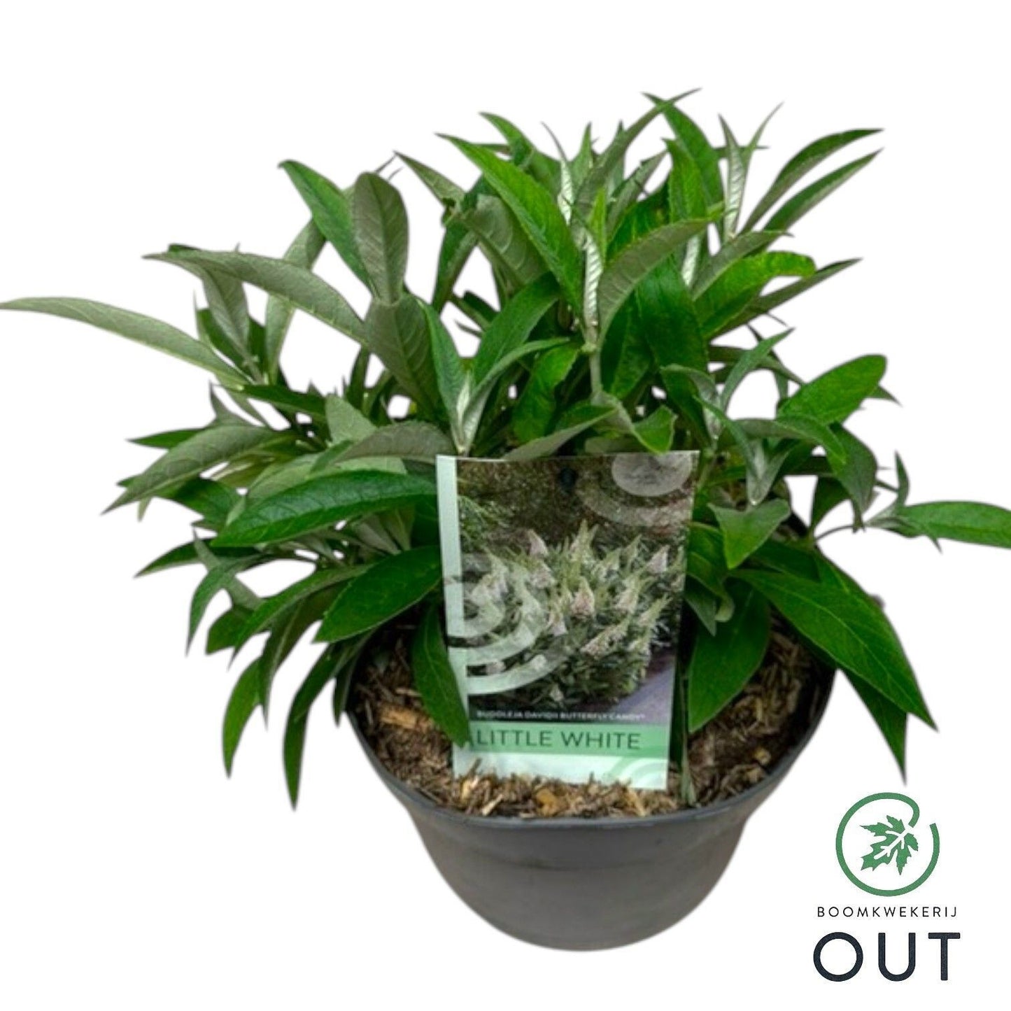 Buddleja Butterfly Candy Little White 50cm 19cm Pot