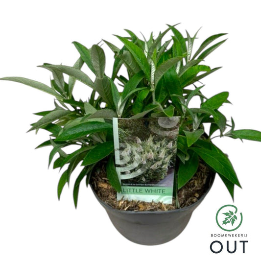 Buddleja Butterfly Candy Little White 50cm 19cm Pot