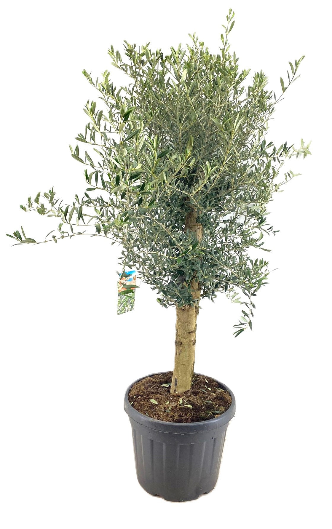 Olea europaea 200cm 45cm Pot