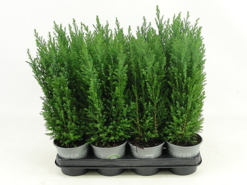 Bloemendaal, Fa.Kw. Chamaecyparis Ellwoodii Pack of 11