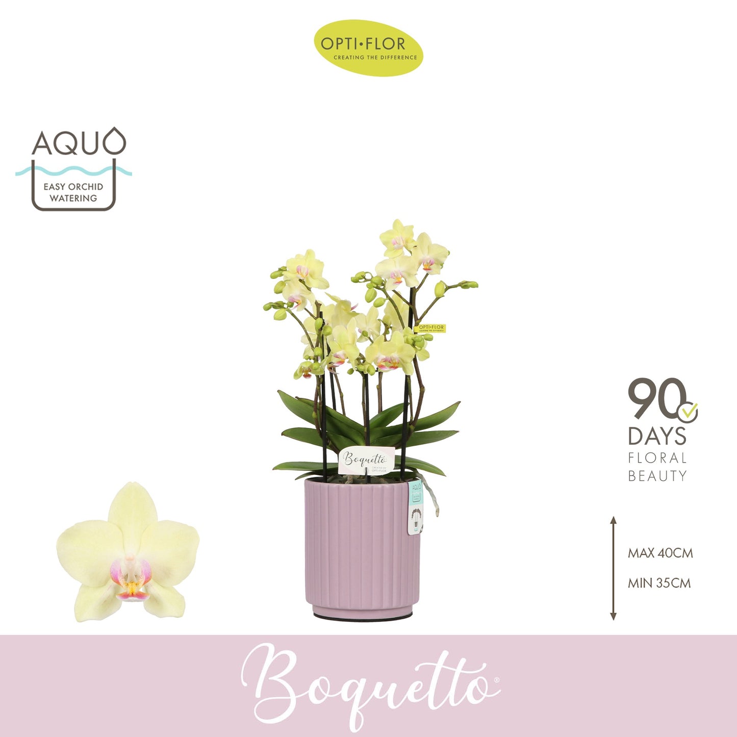 Phalaenopsis yellow 45cm 12cm Pot