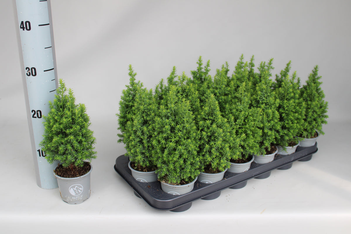 Chamaecyparis thy. Alpica 25cm 9cm Pot
