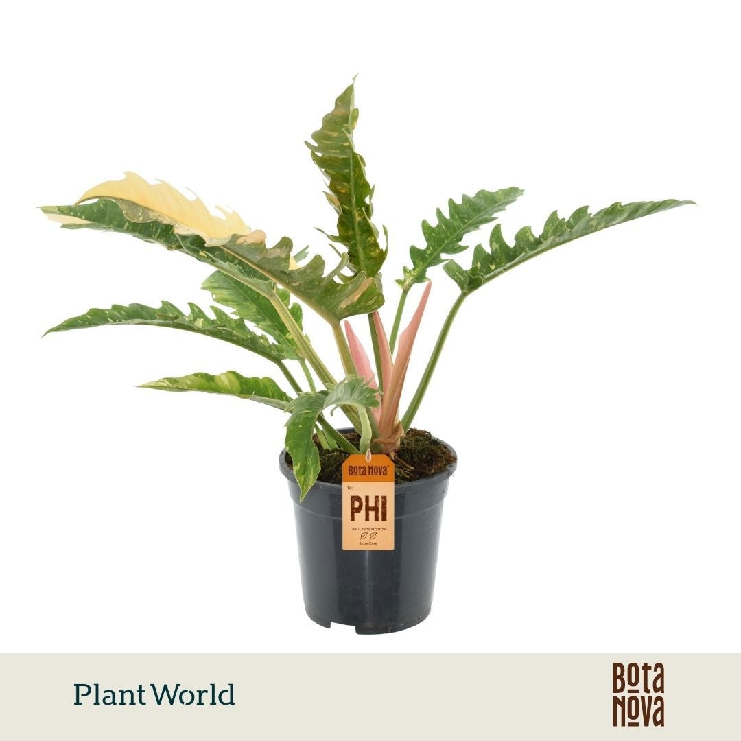 Philodendron Ring of Fire 50cm 19cm Pot