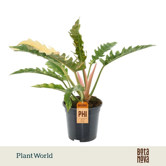 Philodendron Ring of Fire 50cm 19cm Pot