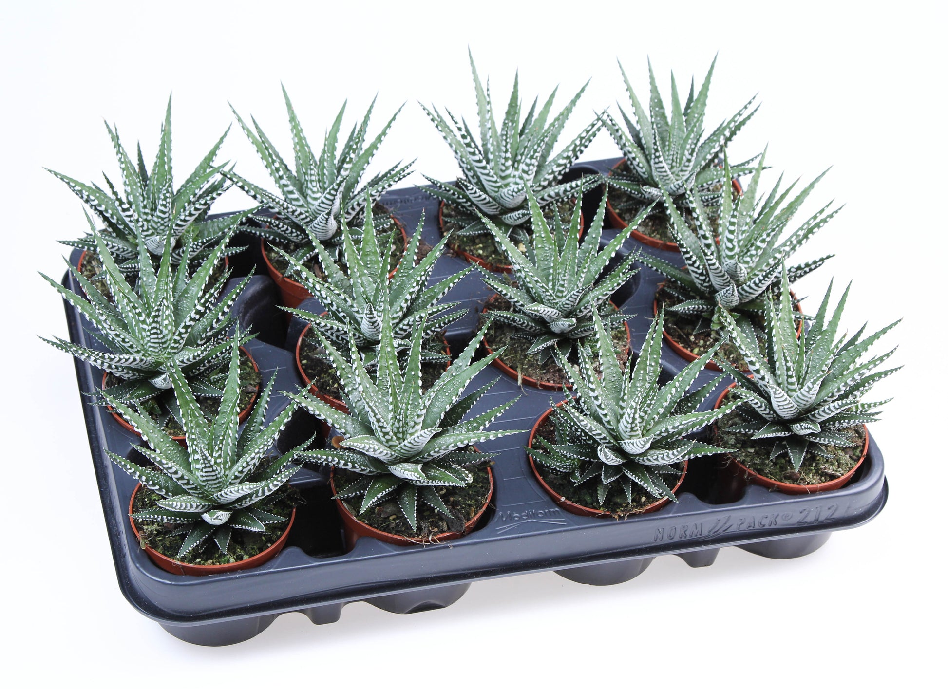 Haworthia Big Band 12cm Special Pot (508)