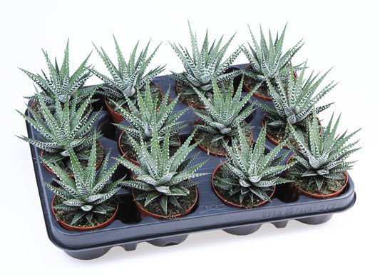 Euro Cactus Holland Bv Haworthia Big Band Pack of 12