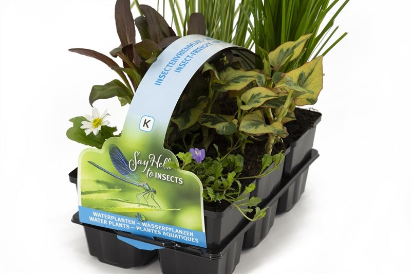 Waterplkw R. Moerings Schizostylis coccinea 'Major" Pack of 2