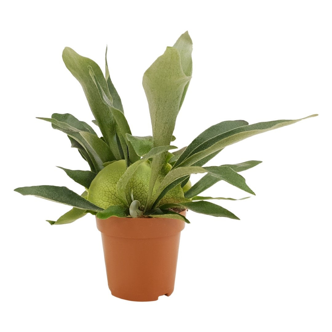 Platycerium bifurcatum 40cm 12cm Pot