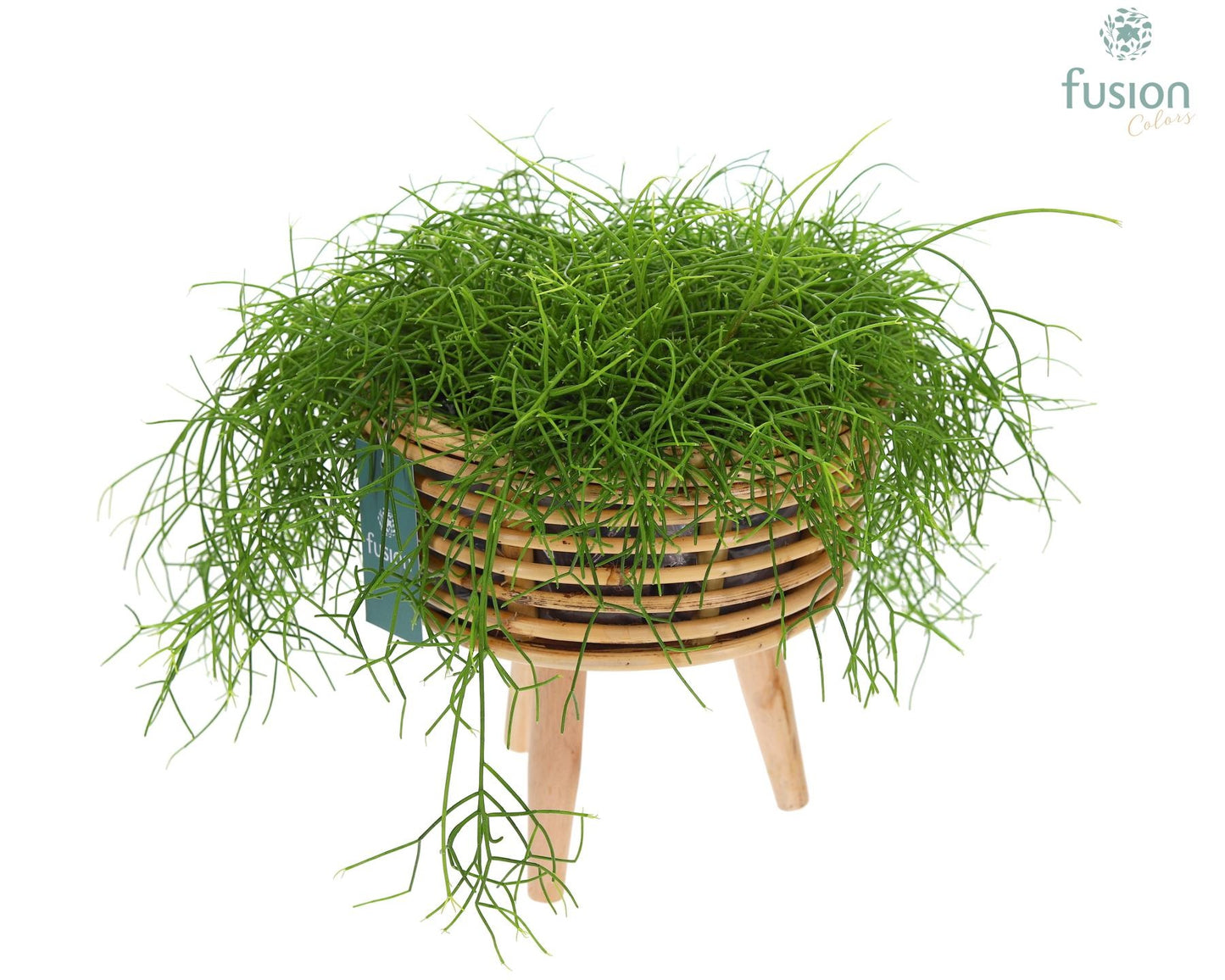 Mand rattan spiraal Hori natural op poten 35cm 23cm Pot