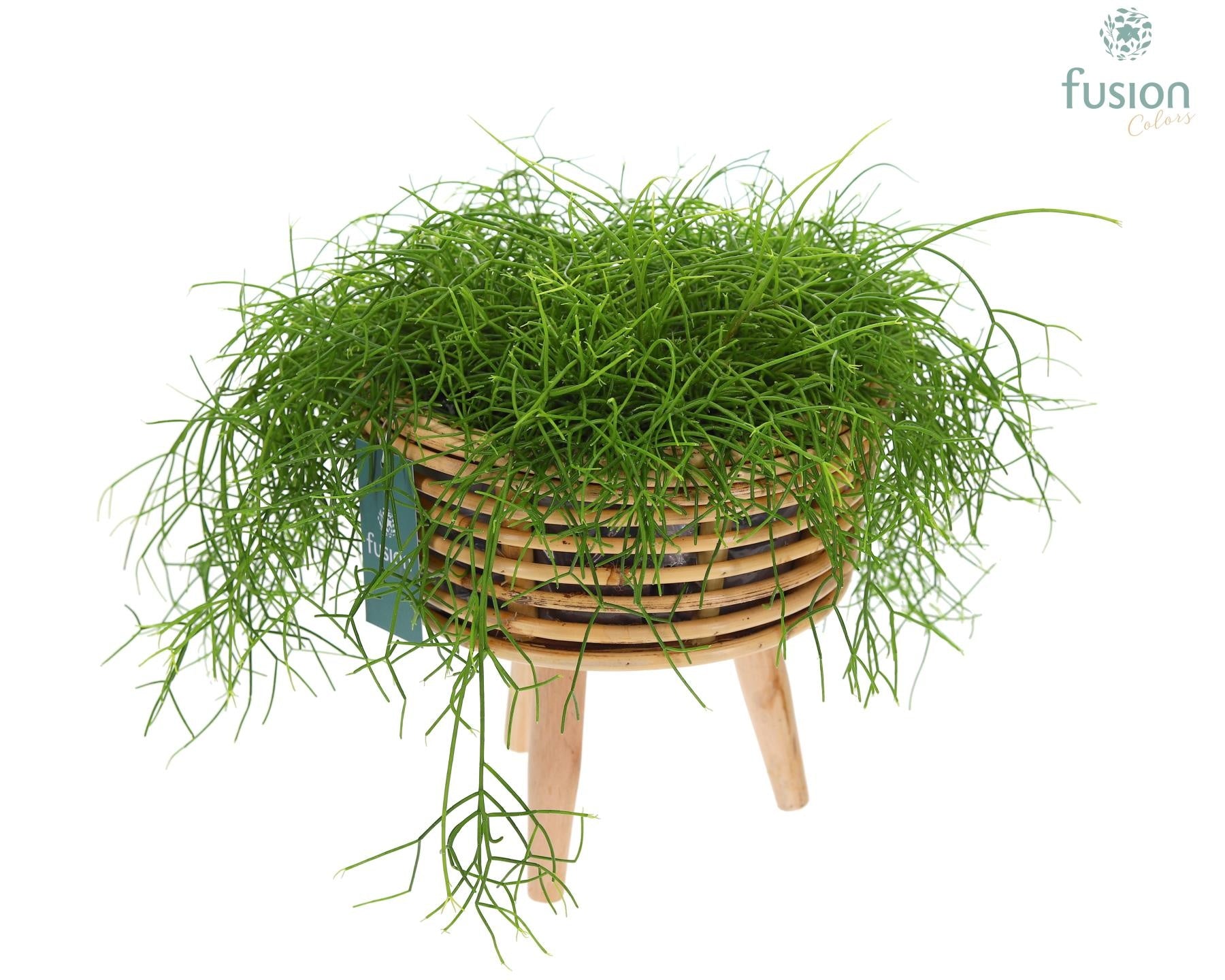 Mand rattan spiraal Hori natural op poten 35cm 23cm Pot