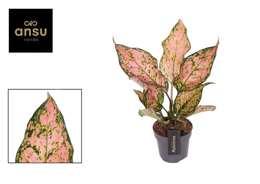 Aglaonema Hybrid 40cm 12cm Pot